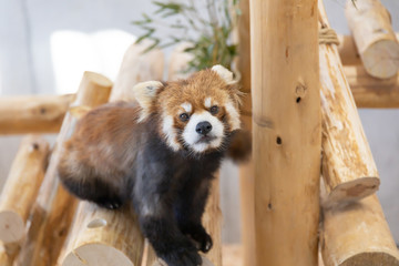 カメラ目線のレッサーパンダ