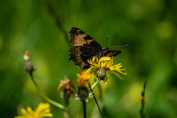 Schmetterling