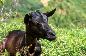 Fototapeta premium Chèvre, race Syrienne, Capra aegagrus hircus