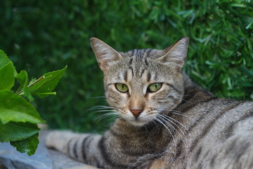 Naklejka na ściany i meble Cat with green eyes and interesting look, Cat portrait,
