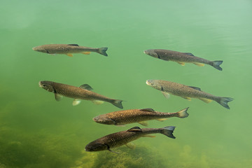 European chubs swimming in the river Lech at Landsberg in Bavaria © AnneGM
