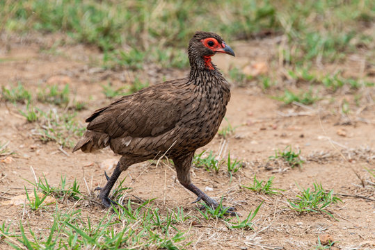 Francolin de Swainson,.Pternistis swainsonii , Swainson's Spurfowl