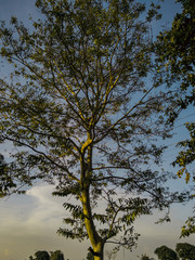 Fototapeta premium The Sun rays is falling on the oak tree in evening. 