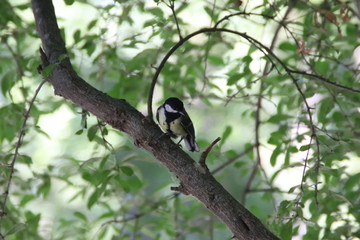 PAJARO
