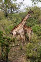 Girafe, Giraffa Camelopardalis, Parc national Kruger, Afrique du Sud