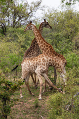 Naklejka na ściany i meble Girafe, Giraffa Camelopardalis, Parc national Kruger, Afrique du Sud
