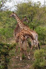 Girafe, Giraffa Camelopardalis, Parc national Kruger, Afrique du Sud