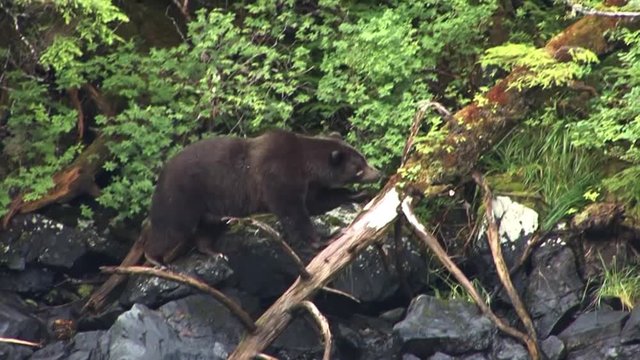 Black bear walking on the rocks of the river bank and eating berries with her cub.Wild Alaska.