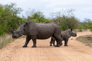 Fototapeta premium Rhinocéros blanc, femelle et jeune, white rhino, Ceratotherium simum, Parc national Kruger, Afrique du Sud