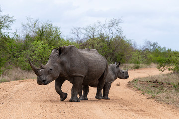 Obraz premium Rhinocéros blanc, femelle et jeune, white rhino, Ceratotherium simum, Parc national Kruger, Afrique du Sud