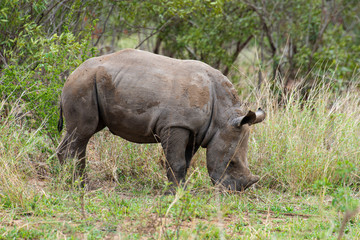Naklejka na ściany i meble Rhinocéros blanc, jeune, white rhino, Ceratotherium simum, Parc national Kruger, Afrique du Sud