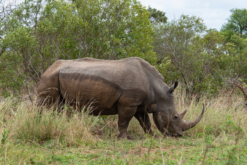 Fototapeta premium Rhinocéros blanc, white rhino, Ceratotherium simum, Parc national Kruger, Afrique du Sud