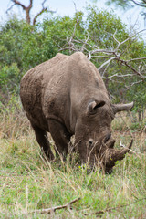 Rhinocéros blanc, white rhino, Ceratotherium simum, Parc national Kruger, Afrique du Sud