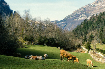 Vache , race Basco B&eacute;arnaise, Vall&eacute;e d'Ossau, 64, Pyr&eacute;n&eacute;es Atlantiques