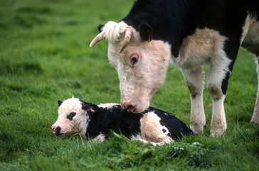 Vache , veau, race Frisonne pie noire