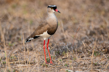 Vanneau couronné,.Vanellus coronatus,  Crowned Lapwing
