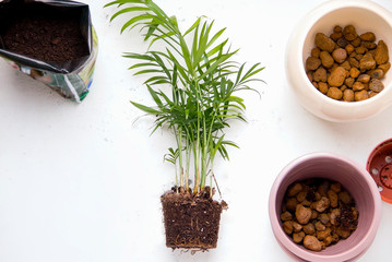 Transplanting indoor plants on a white background. Palm tree Chamaedorea next to the pots. Copy space © Marharyta