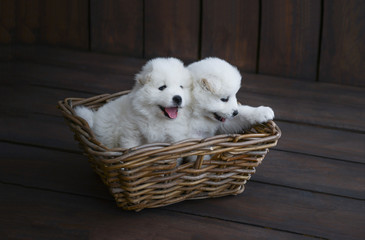 white puppy in basket