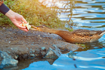 A wild duck eats bread from a human hand. The concept of love and respect for nature