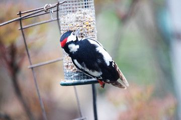 Great Spotted Woodpecker, Buntspecht, at a feeding station