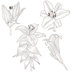 Botanic collection. Vector illustration with lilium flowers on a white background