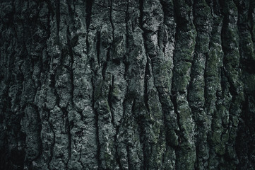 Monochrome bark texture. Wood bark background. The bark is covered with moss. Beautiful design element.