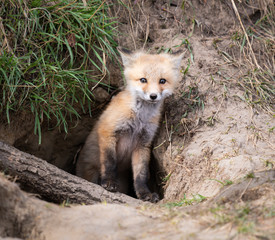 Fototapeta premium Red fox kit in the wild