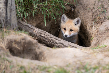 Red fox kit in the wild