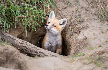Fototapeta premium Red fox kit in the wild