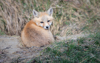 Red fox kit in the wild