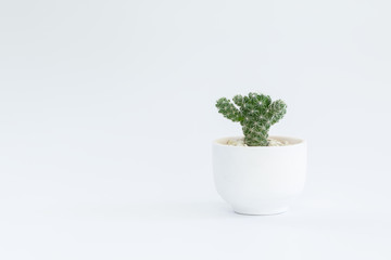 Cactus or succulent plants in pots, over white background.