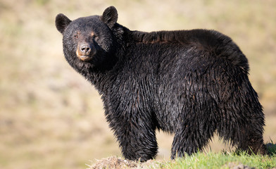 Black bear in the wild