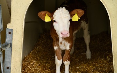Young brown-white calf in the farm yard.