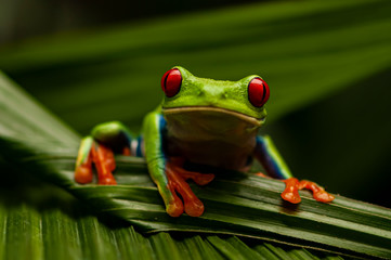Red-Eyed Tree Frog (Agalychnis callidryas)