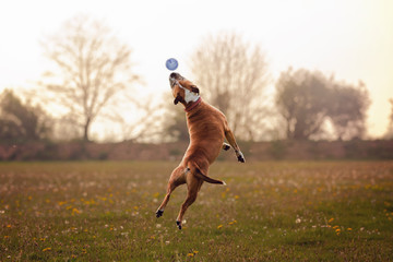 Dog Jumping For Ball