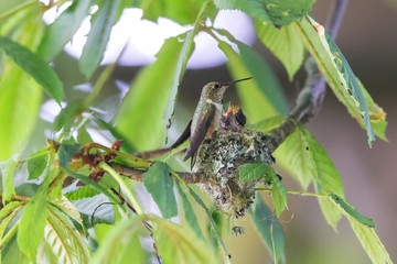 rufous hummingbird nest