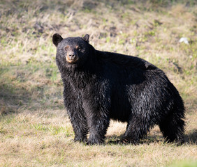 Black bear in the wild