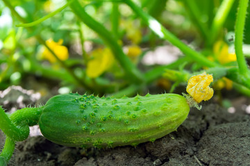 cucumber on a bush in a field against a background of leaves