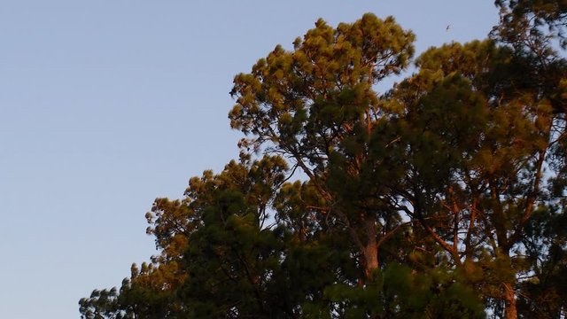 Chimango caracaras (Milvago chimangos) fly above a grove at sunset on a windy day at dusk in rural Santa Fe, Argentina.