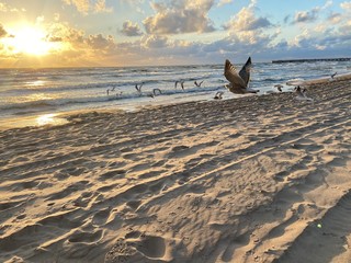 Flying seagulls next to the sea