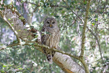 juvenile barred owl bird