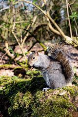 Obraz premium GreySquirrel3