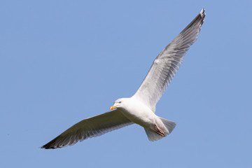 Fototapeta na wymiar Seagull (Larinae) in flight over blue sky