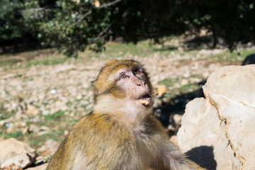 ritratto di una scimmia marocchina che osserva il cibo che le sta per essere offerto