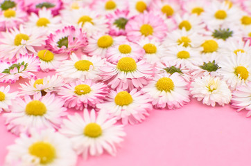 Obraz premium Floral background. Spring daisy flowers on pink background.