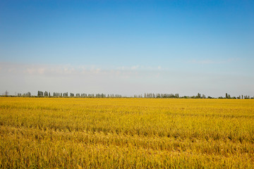 corn field in the summer