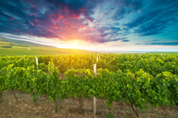 Fototapeta na wymiar Chianti vineyard landscape in Tuscany, Italy field