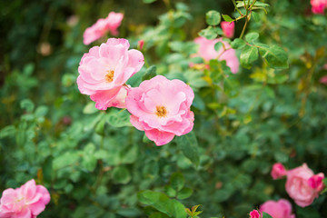 Beautiful colorful pink roses flower in the garden