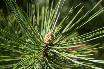 Macro of beautiful long green needles Austrian pine (Pinus Nigra) or black pine. Original texture of natural greenery.