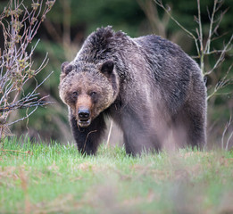 Obraz na płótnie Canvas Grizzly bear in the wild